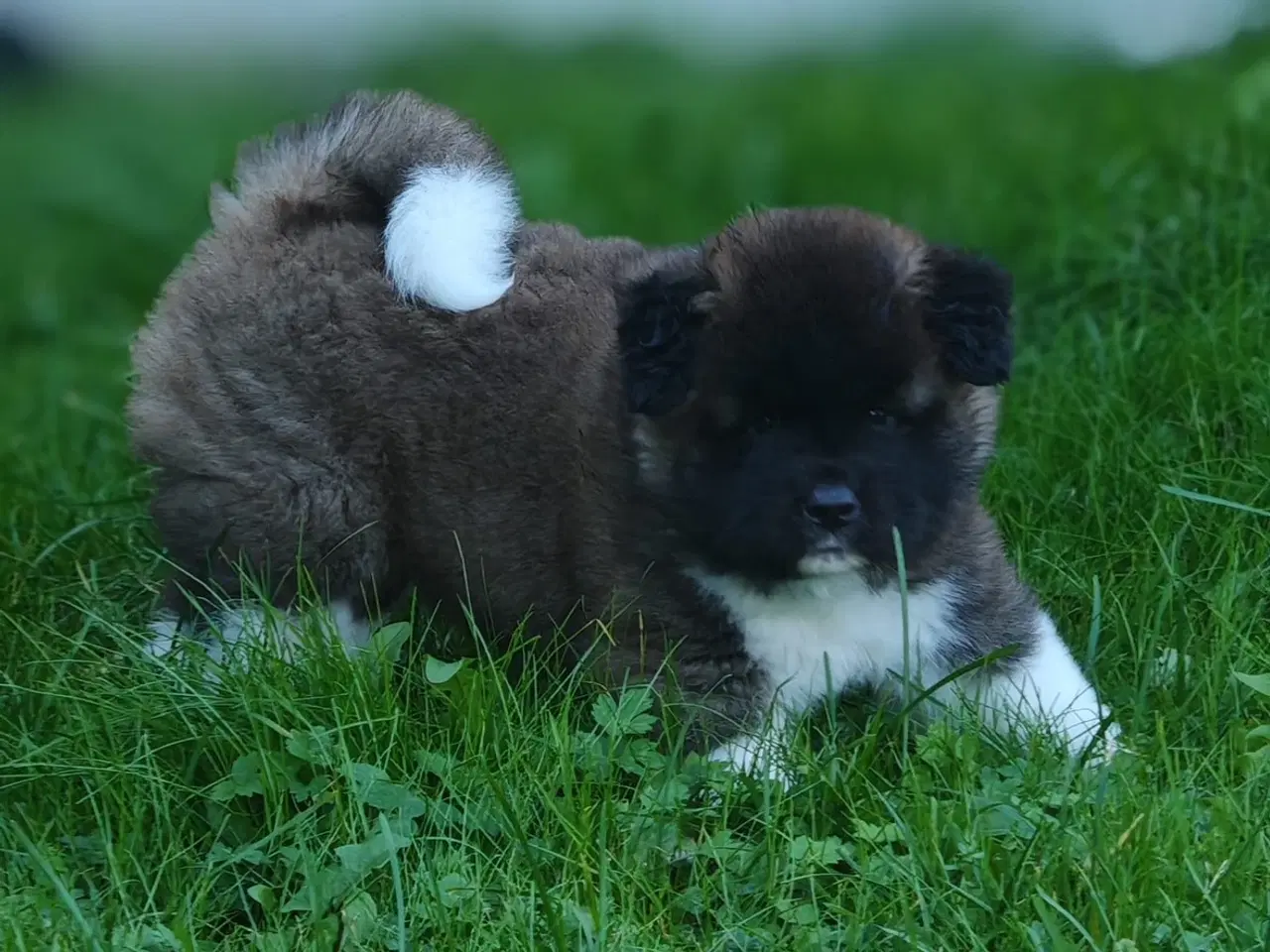 Billede 1 - Amerikansk Akita hvalp