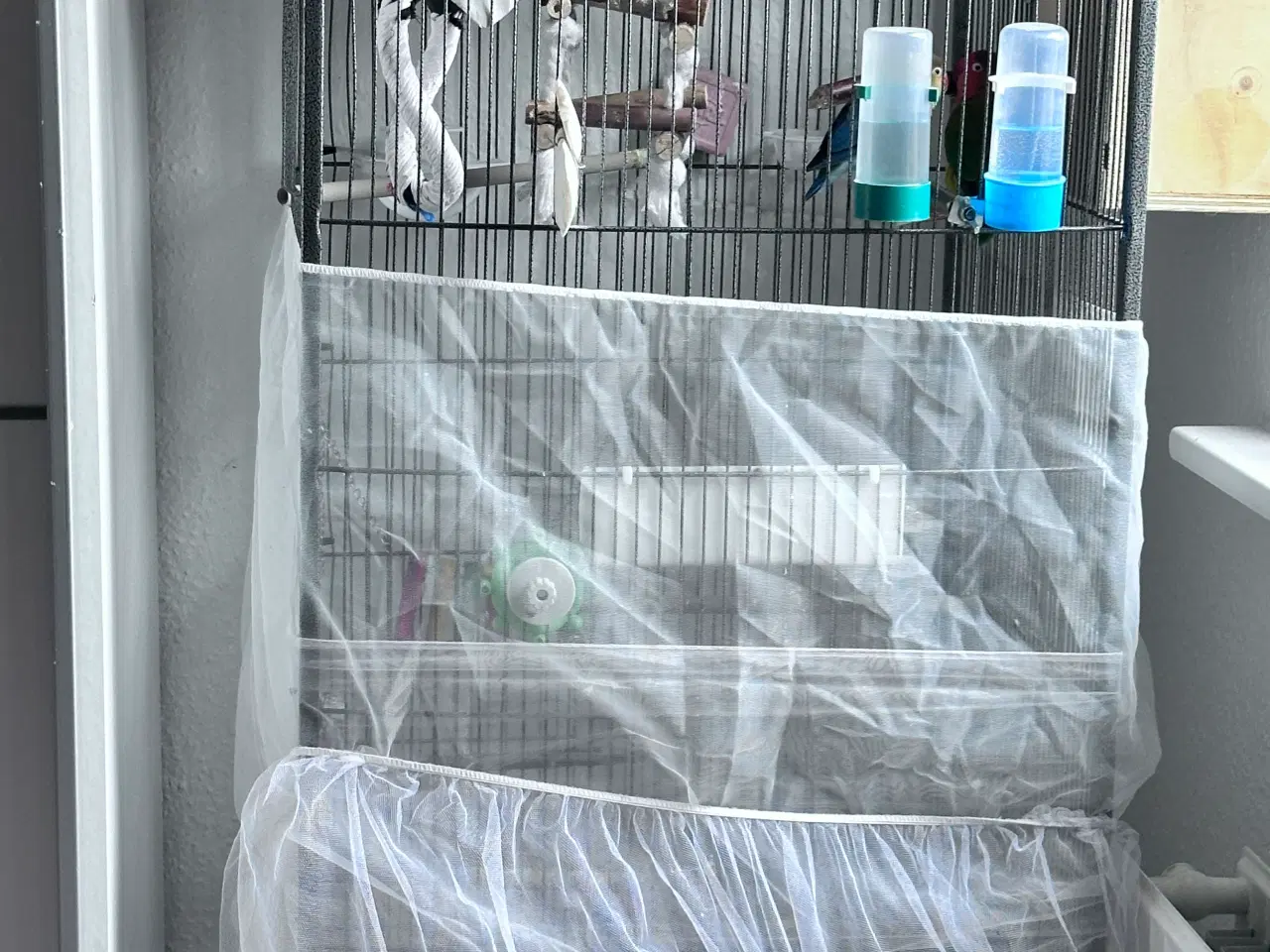 Billede 1 - Smukke og rolige dværgpapegøjer sælges med alt uds