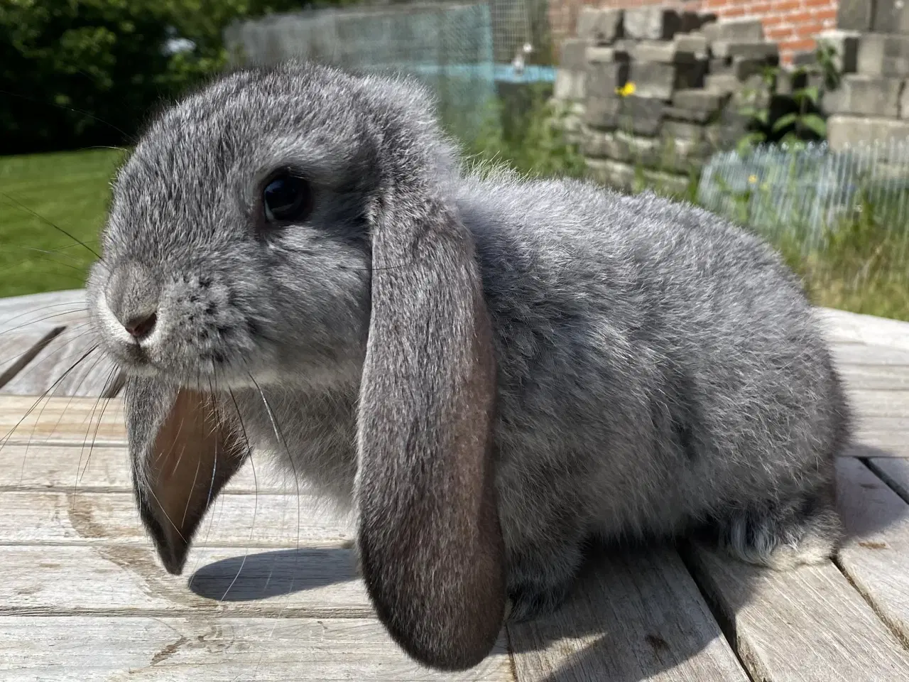 Billede 5 - FRANSK VÆDDER HAN CHINCHILLA