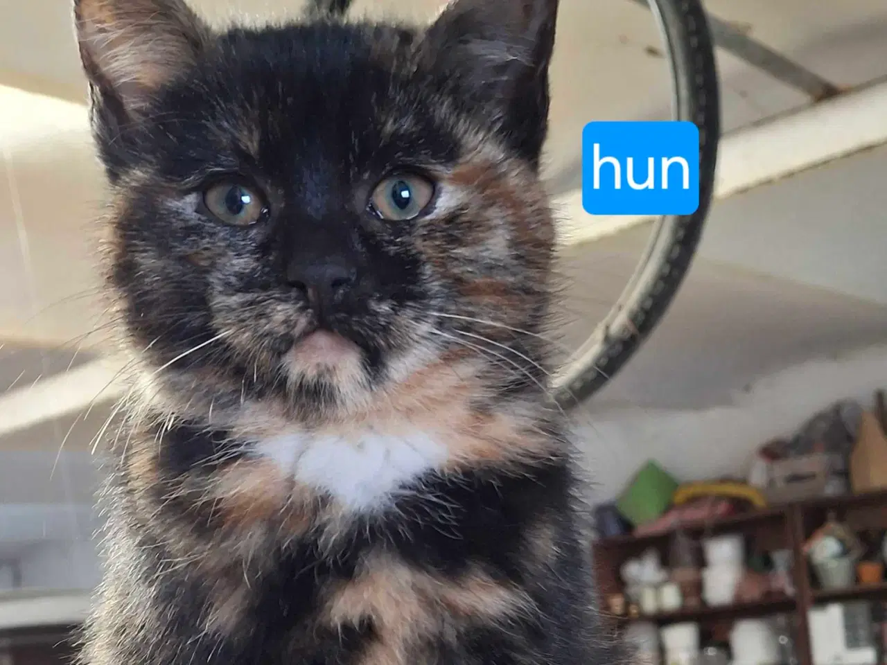 Billede 4 - Søde og tamme staldkillinger