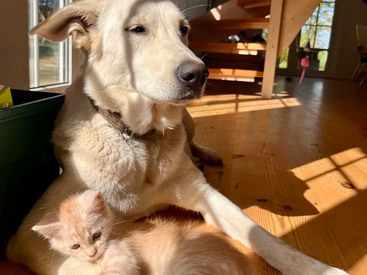 Billede 7 - Hvalpe - Golden/labrador Retriever blandinger