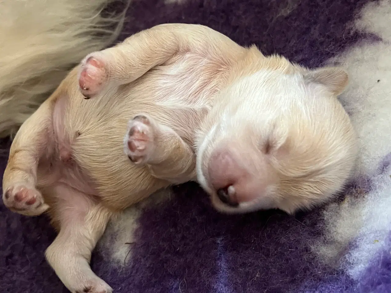 Billede 4 - Bichon Havanaiser 