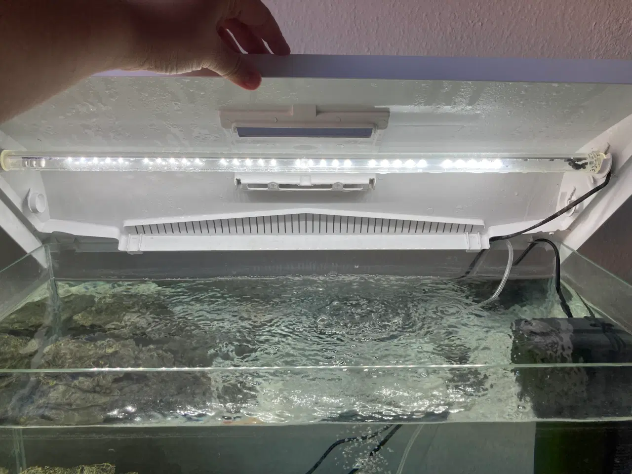 Billede 3 - Akvarium med Axolotl