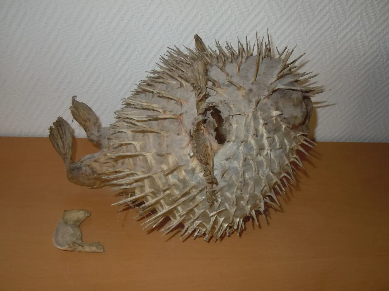 Billede 5 - PINDSVINEFISK/KUGLEFISK TIL OPHÆNGNING (UDTØRRET)