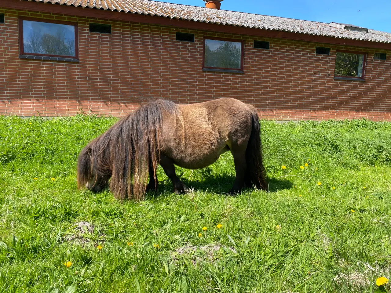 Billede 9 - Shetlænder avlshoppe med masser af hår.