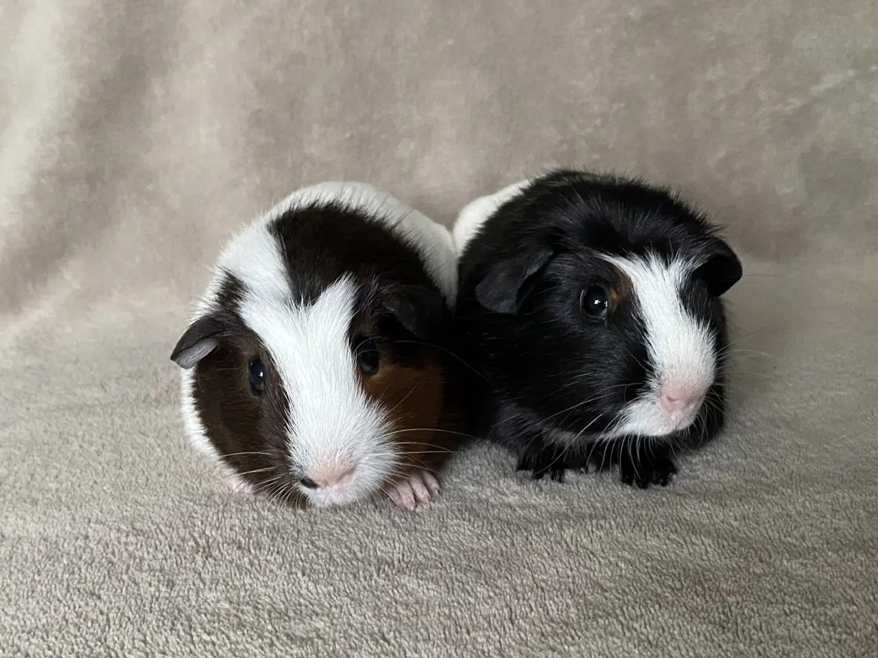 Billede 1 - Marsvineunger, 2 hanner