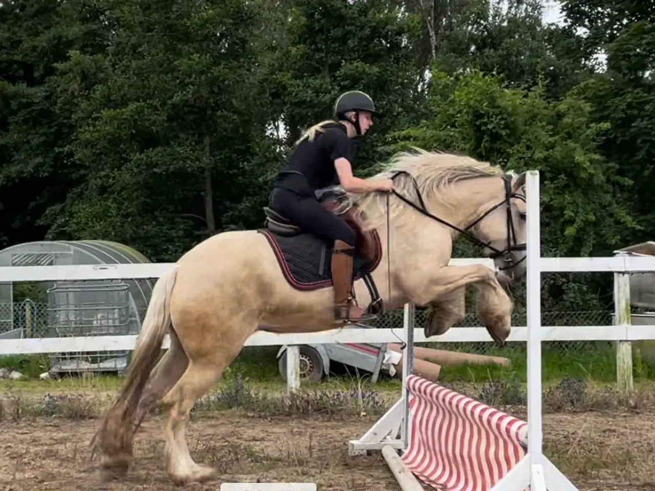 Billede 4 - Irish cob hoppe palomino