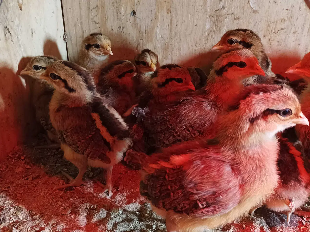 Billede 2 - Danske landhønse kyllinger 