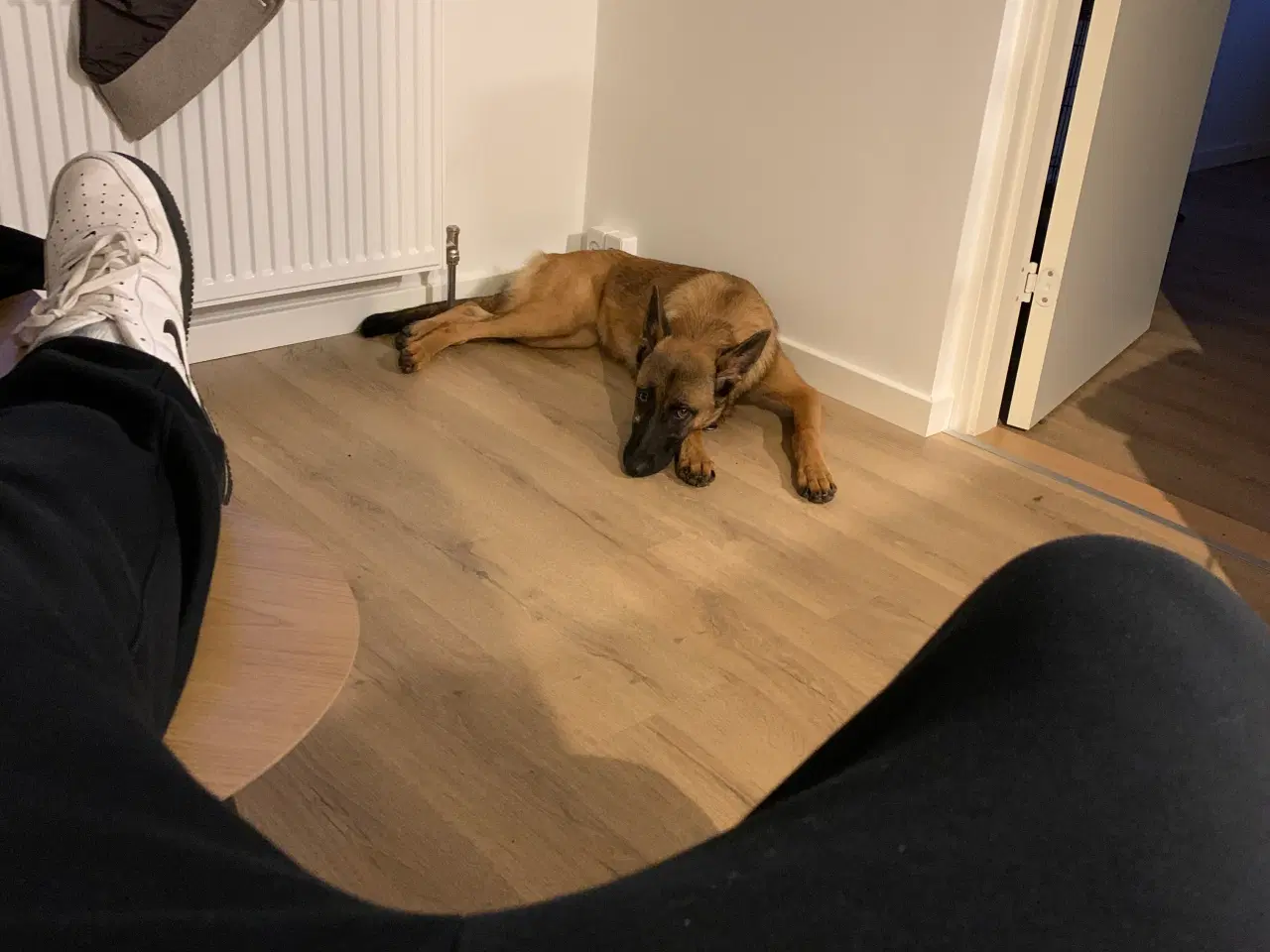 Billede 4 - Malinois til salg