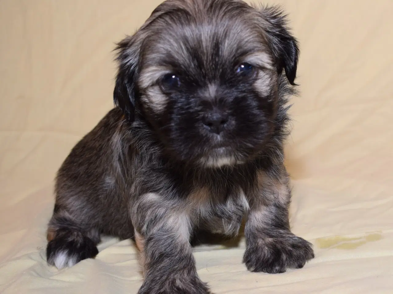 Billede 6 - Lhasa Apso  hvalpe