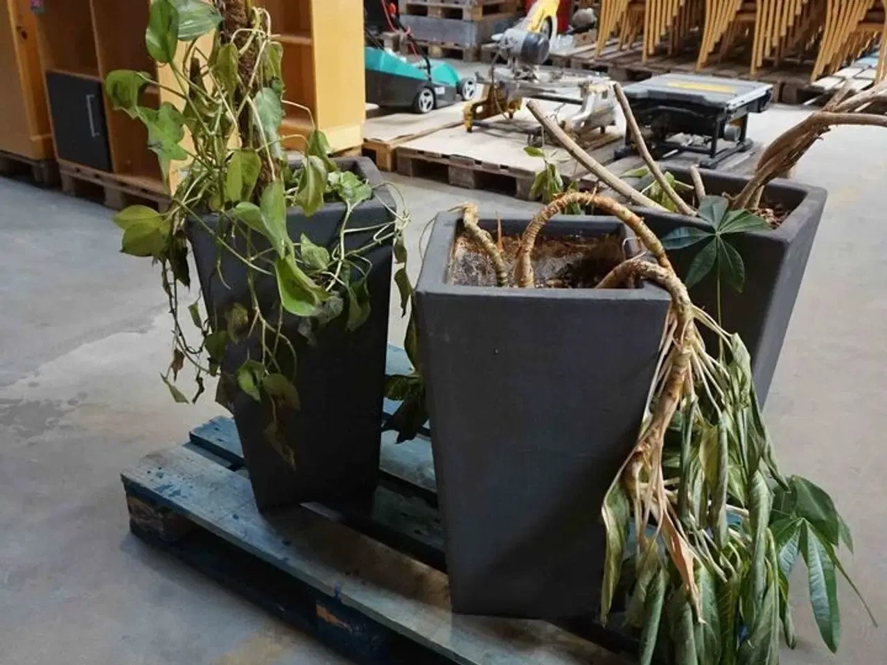 Billede 3 - 3 krukker med blomster (MOMSFRI)