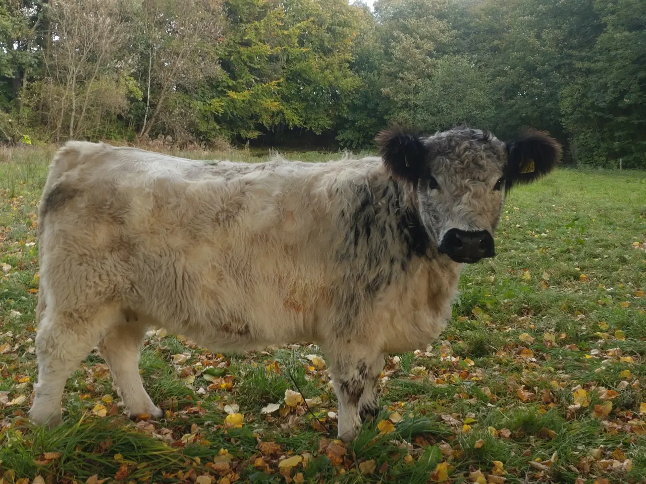 Billede 1 - galloway