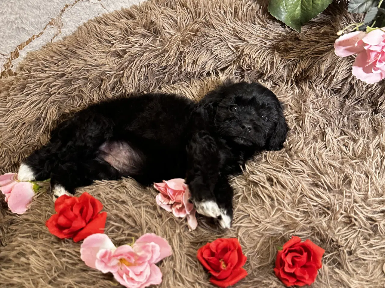 Billede 19 - Cavapoo F2B 