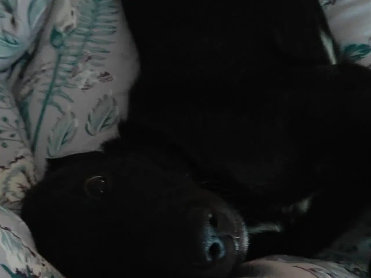 Billede 10 - Skønne Atlas søger egen familie 💙