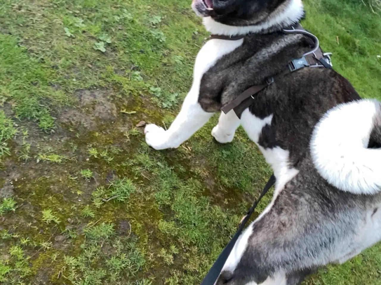 Billede 1 - American Akita tilbydes til parring 