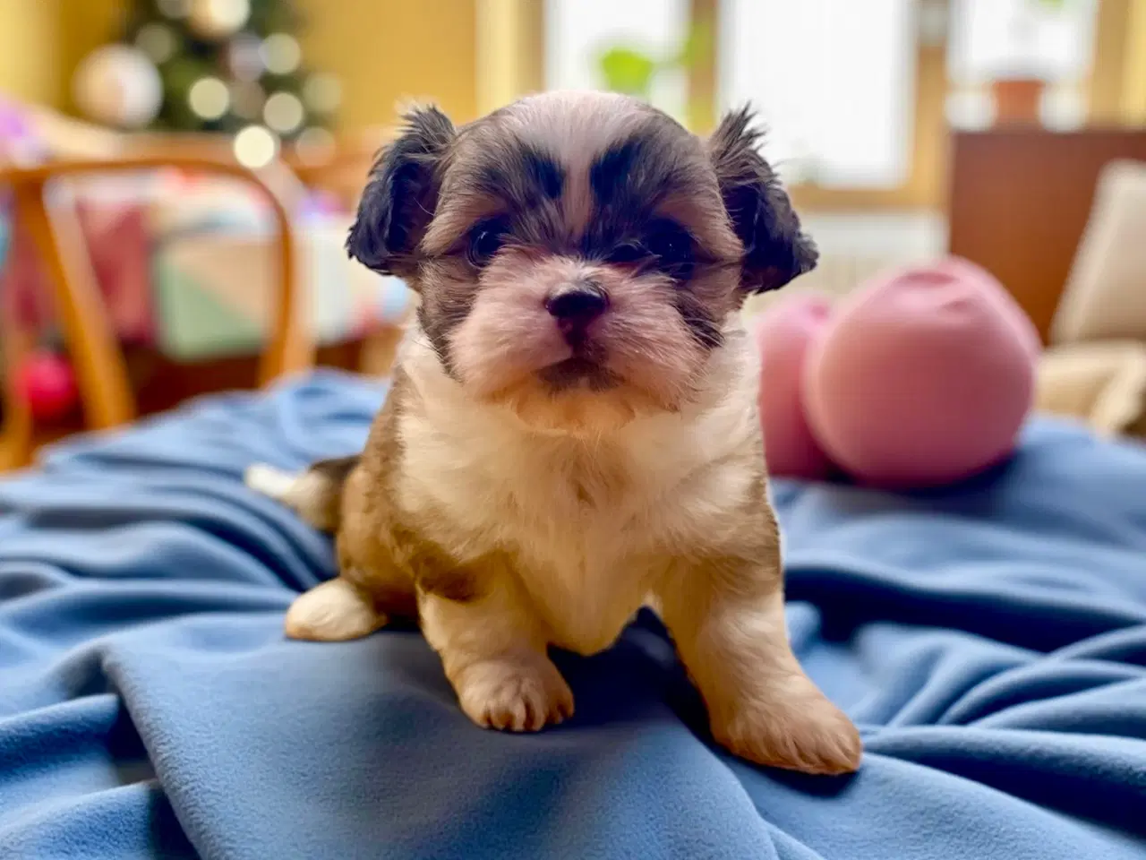 Billede 3 - Shih Tzu / Chihuahua hundehvalpe
