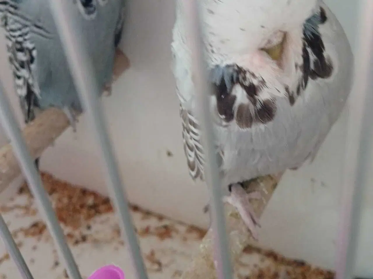 Billede 14 - 1 par Engelske undulater 