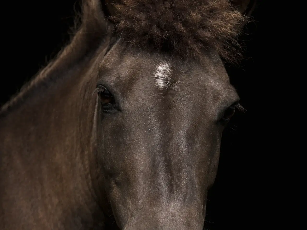 Billede 1 - Islænder hoppe med rødt pas 