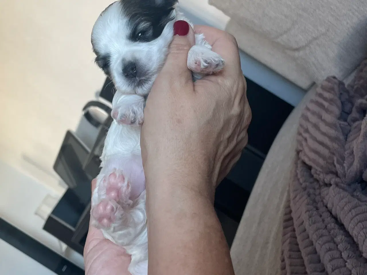 Billede 9 - Skønne shih tzu & bomulds hvalpe 