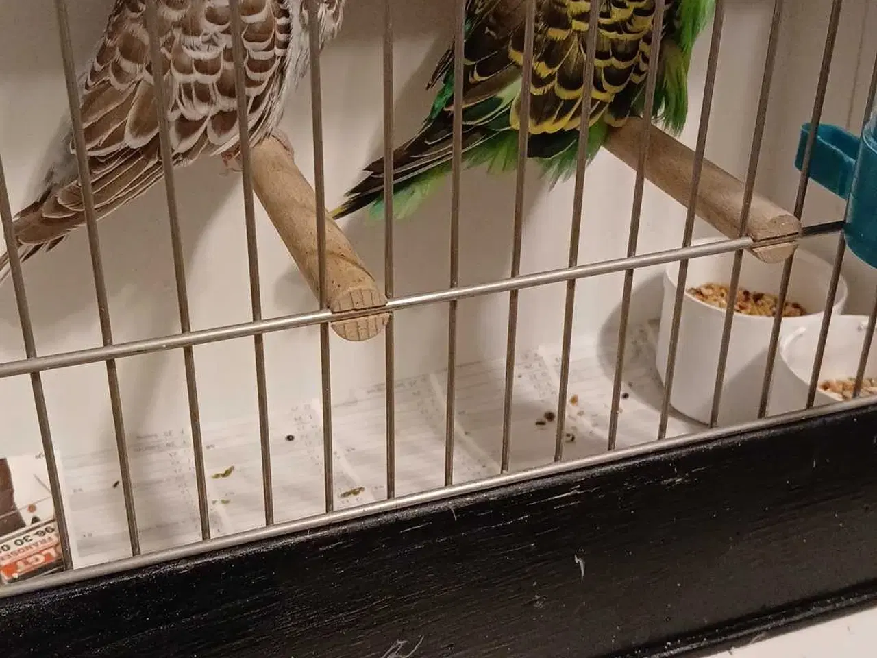 Billede 7 - 1 par Engelske undulater 