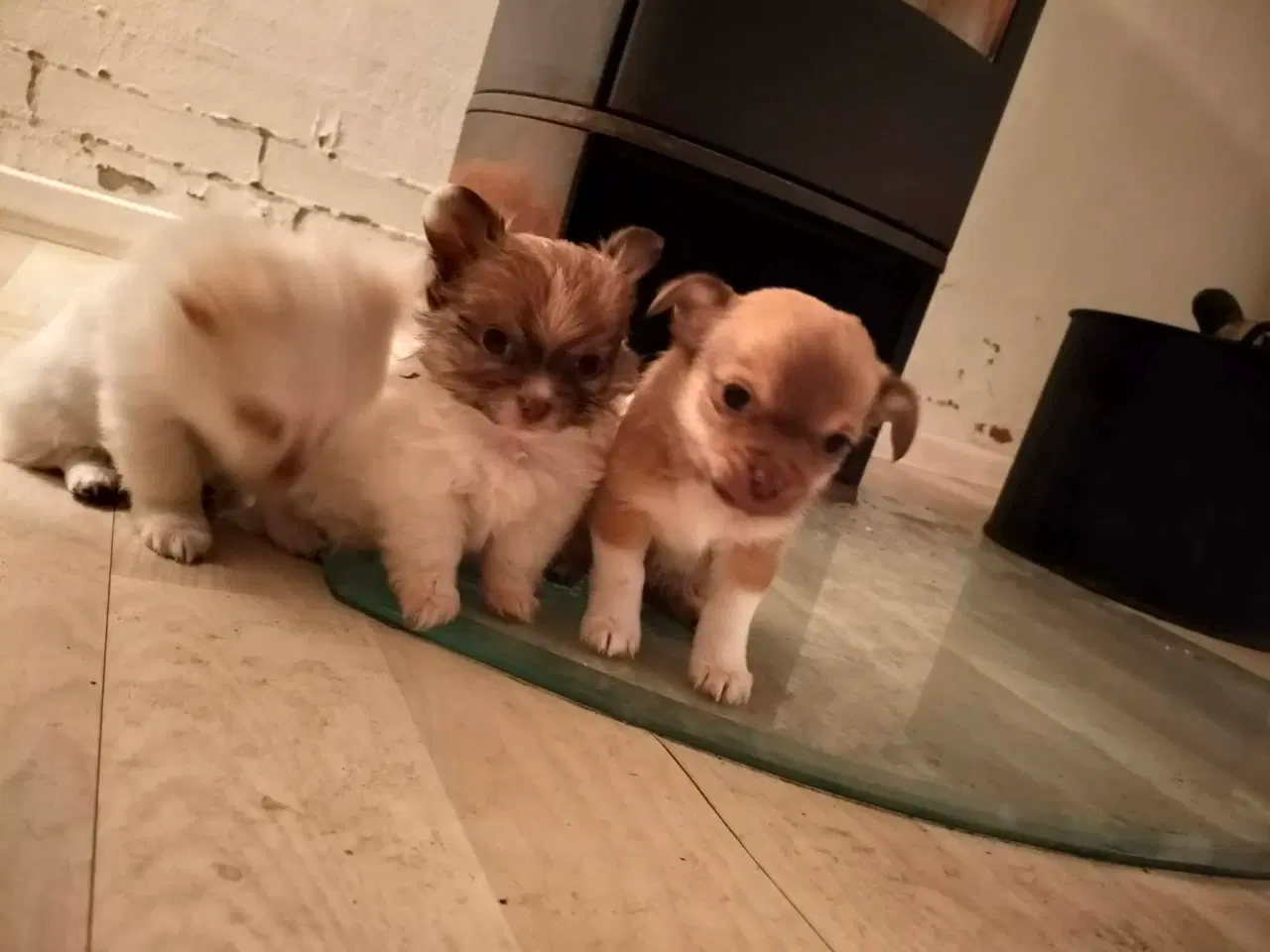 Billede 3 - 5 lækre små Chihuahua hvalpe