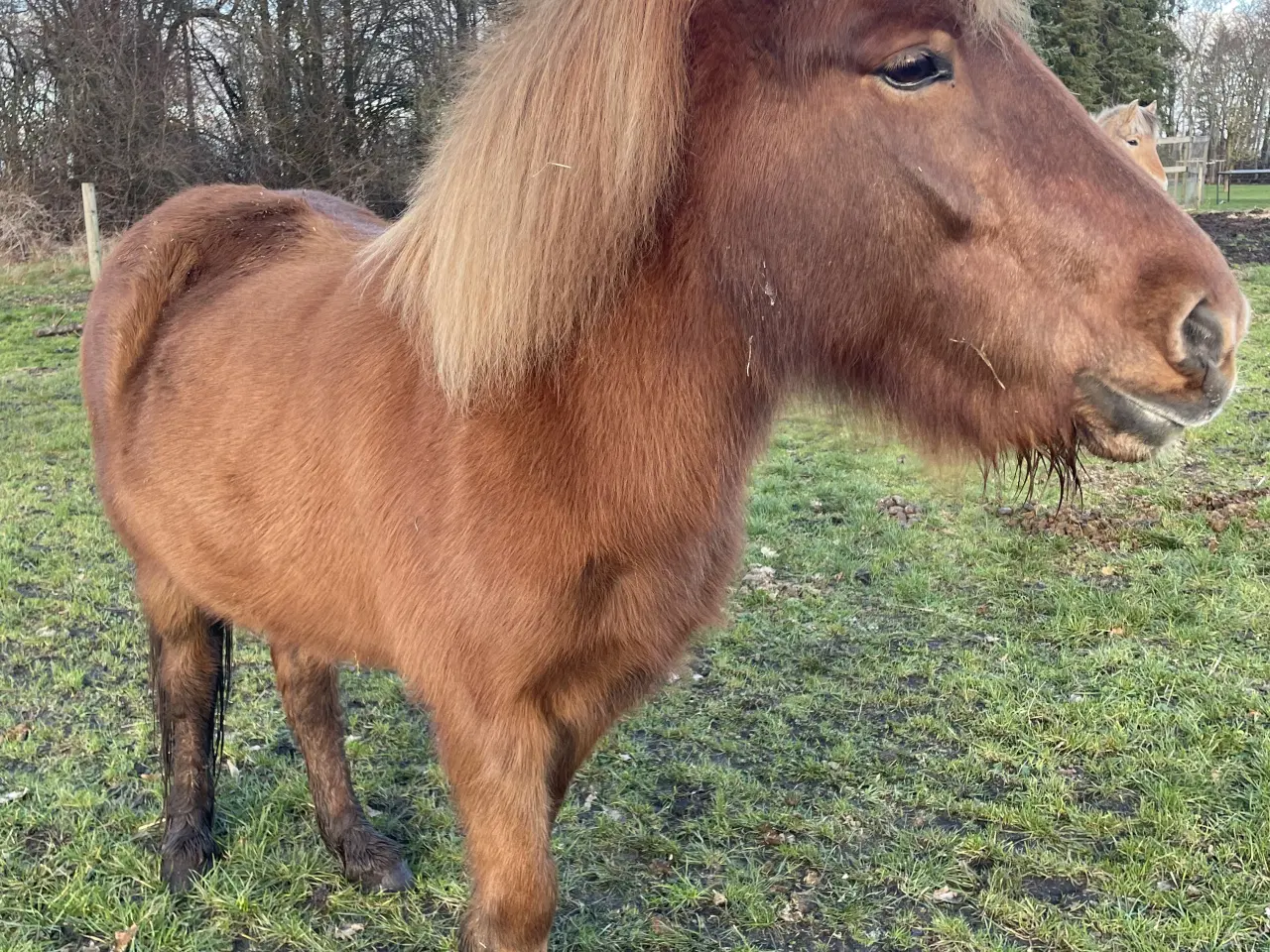 Billede 1 - Elding fra Holm 