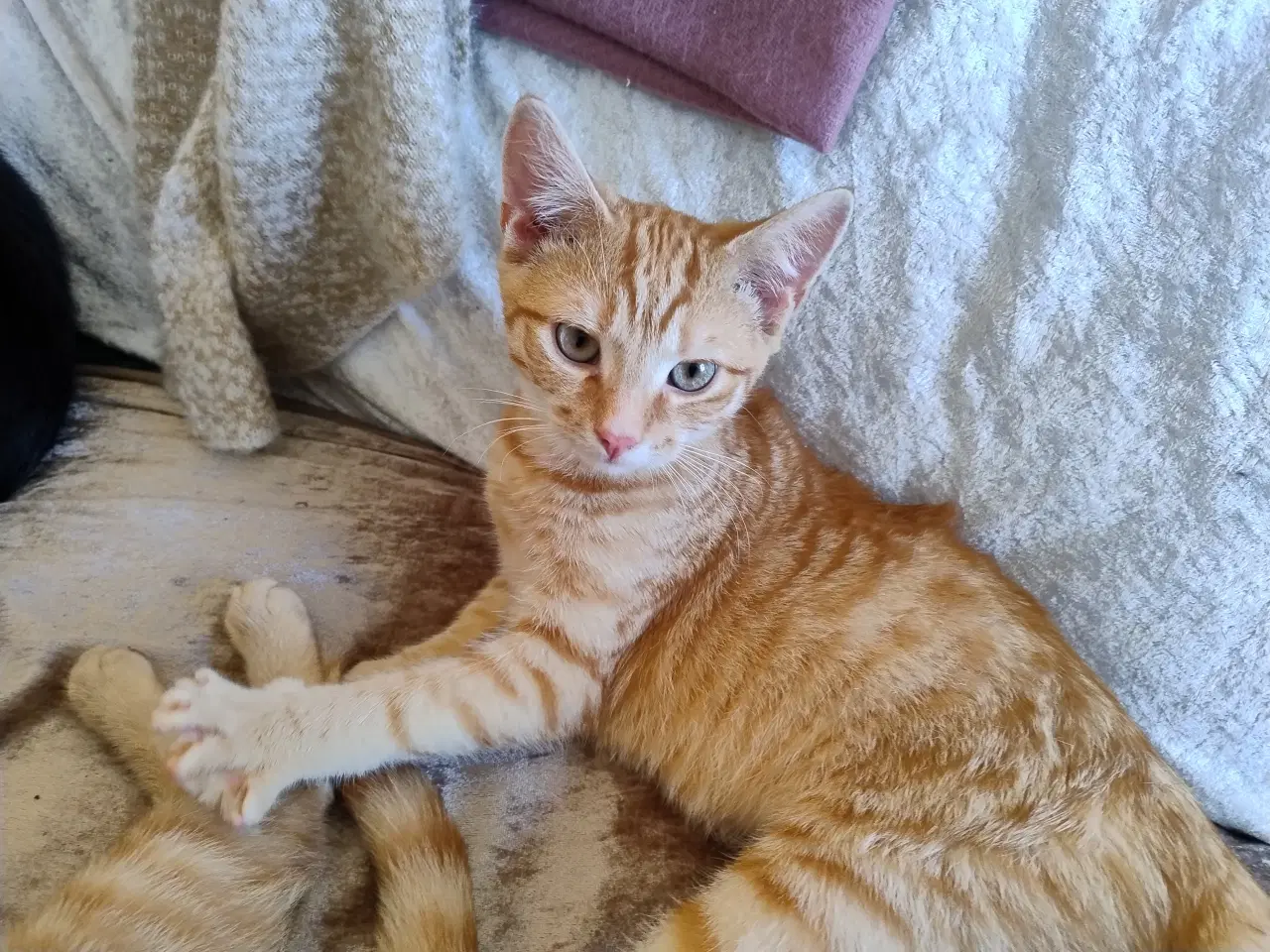 Billede 1 - Vidunderlige store orange killinger