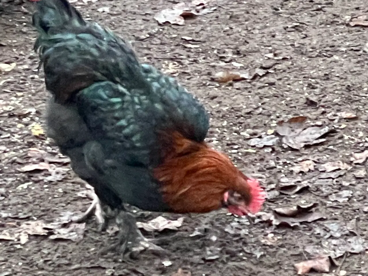 Billede 5 - Sort kobber maran haner