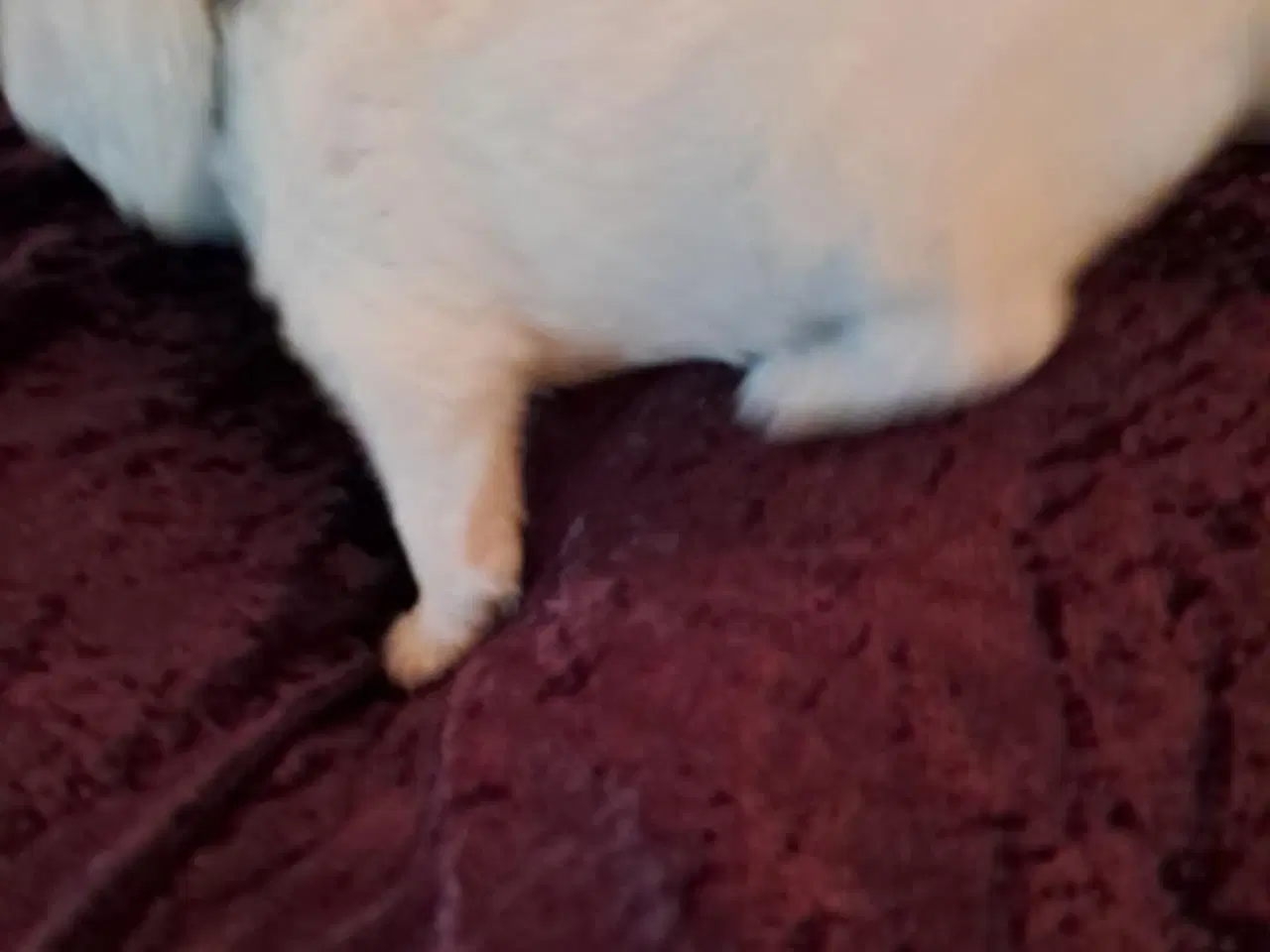 Billede 4 - dejlige hvalpe søger nyt hjem