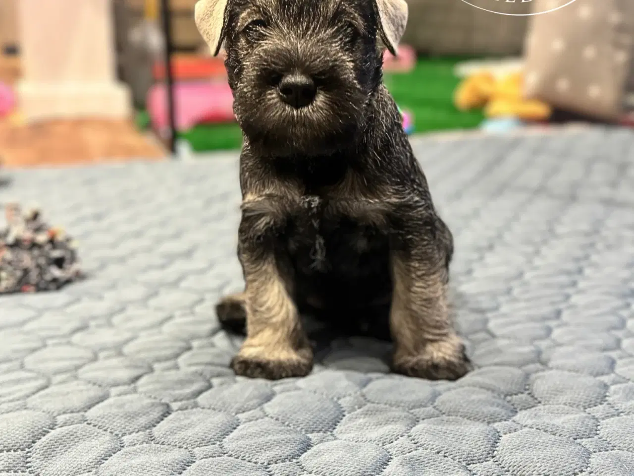 Billede 1 - Puppy Miniature Schnauzer, Dværgschnauzer FCI