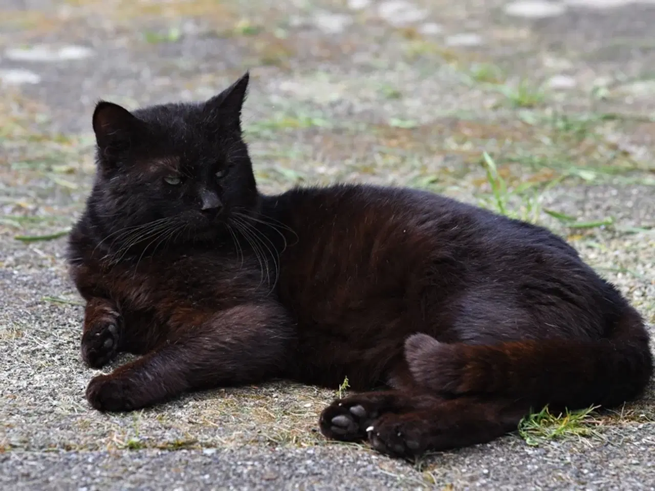 Billede 10 - British Bombay male cat