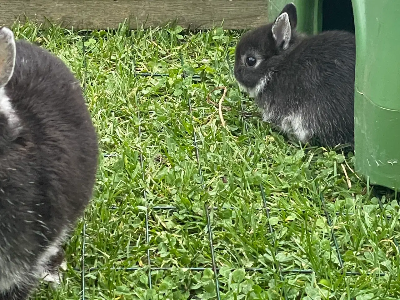 Billede 3 - Hermelin unger