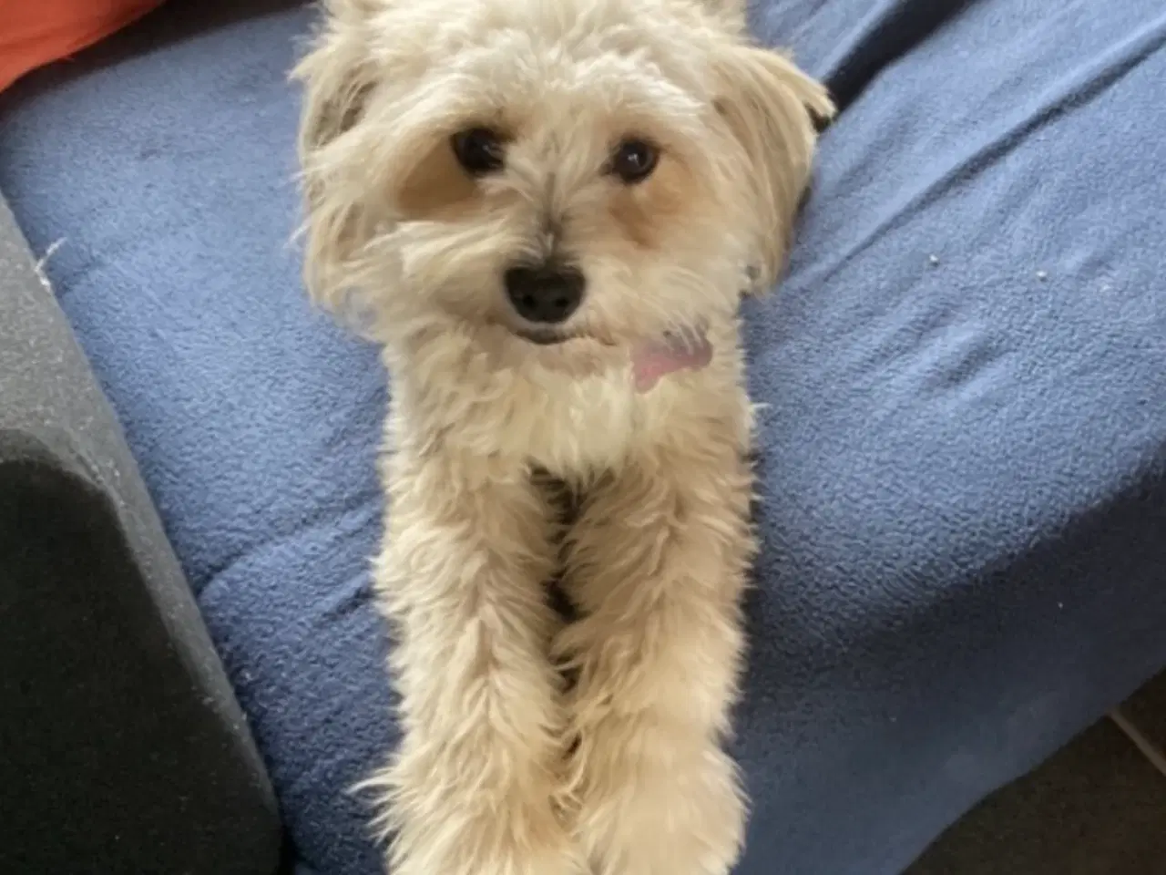 Billede 1 - Læs hele annoncen!