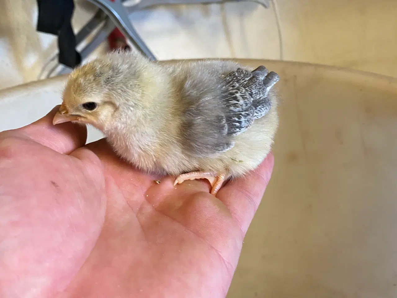 Billede 3 - Daggamle kyllinger