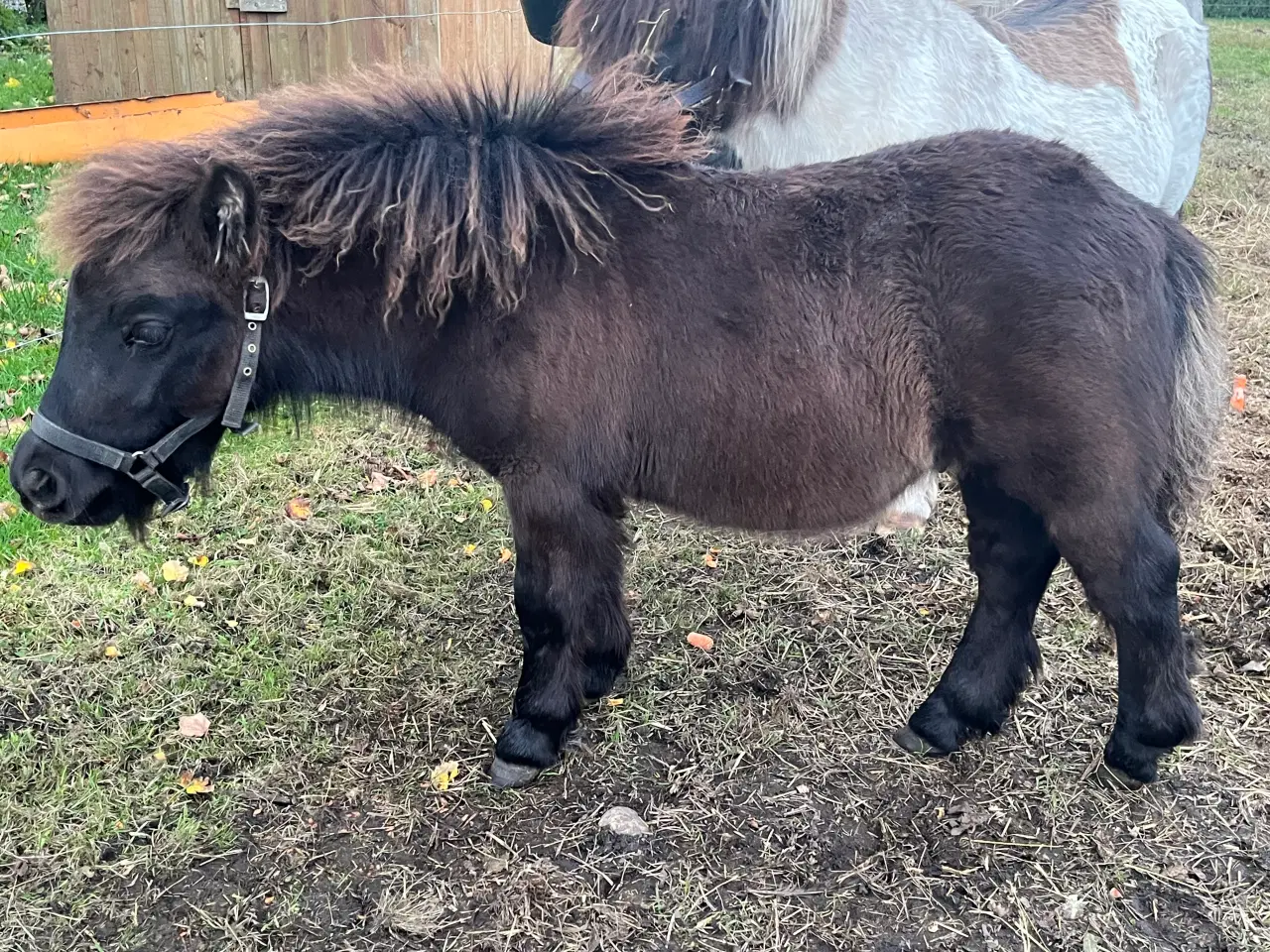 Billede 1 - Hingst - Bailey sælges - fuld stamtavle