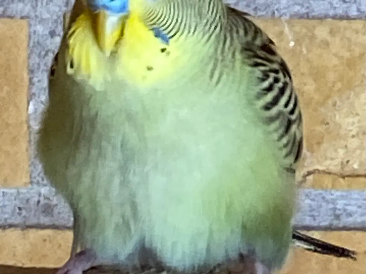 Billede 6 - Unge undulater