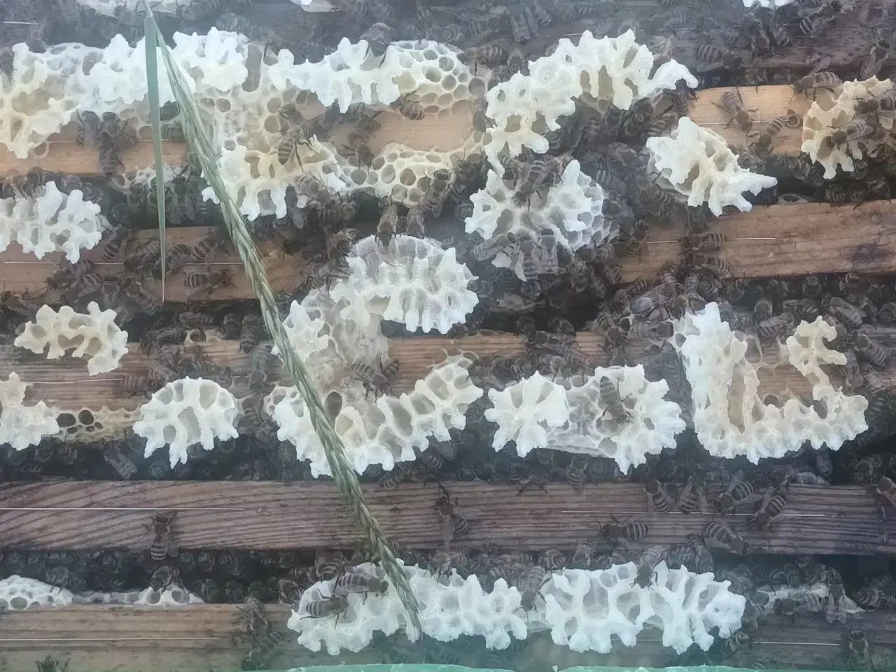 Billede 1 - Bifamillier 