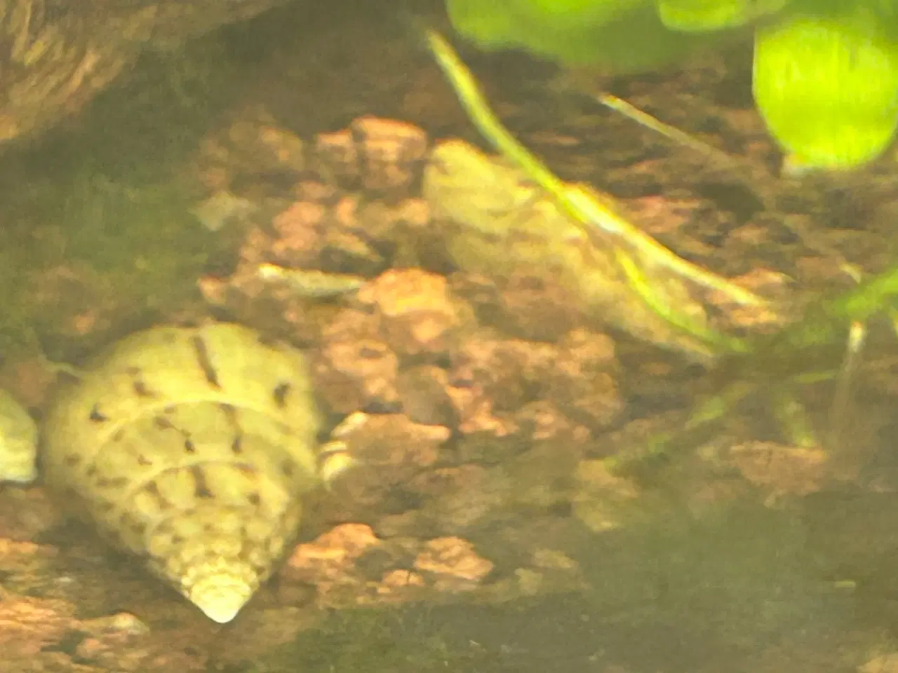 Billede 5 - 🐌 Malaysisk tårnsnegl – 2-5 cm | Afhentning eller