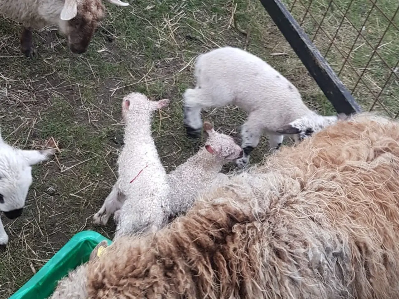 Billede 3 - Lam til salg i 6818