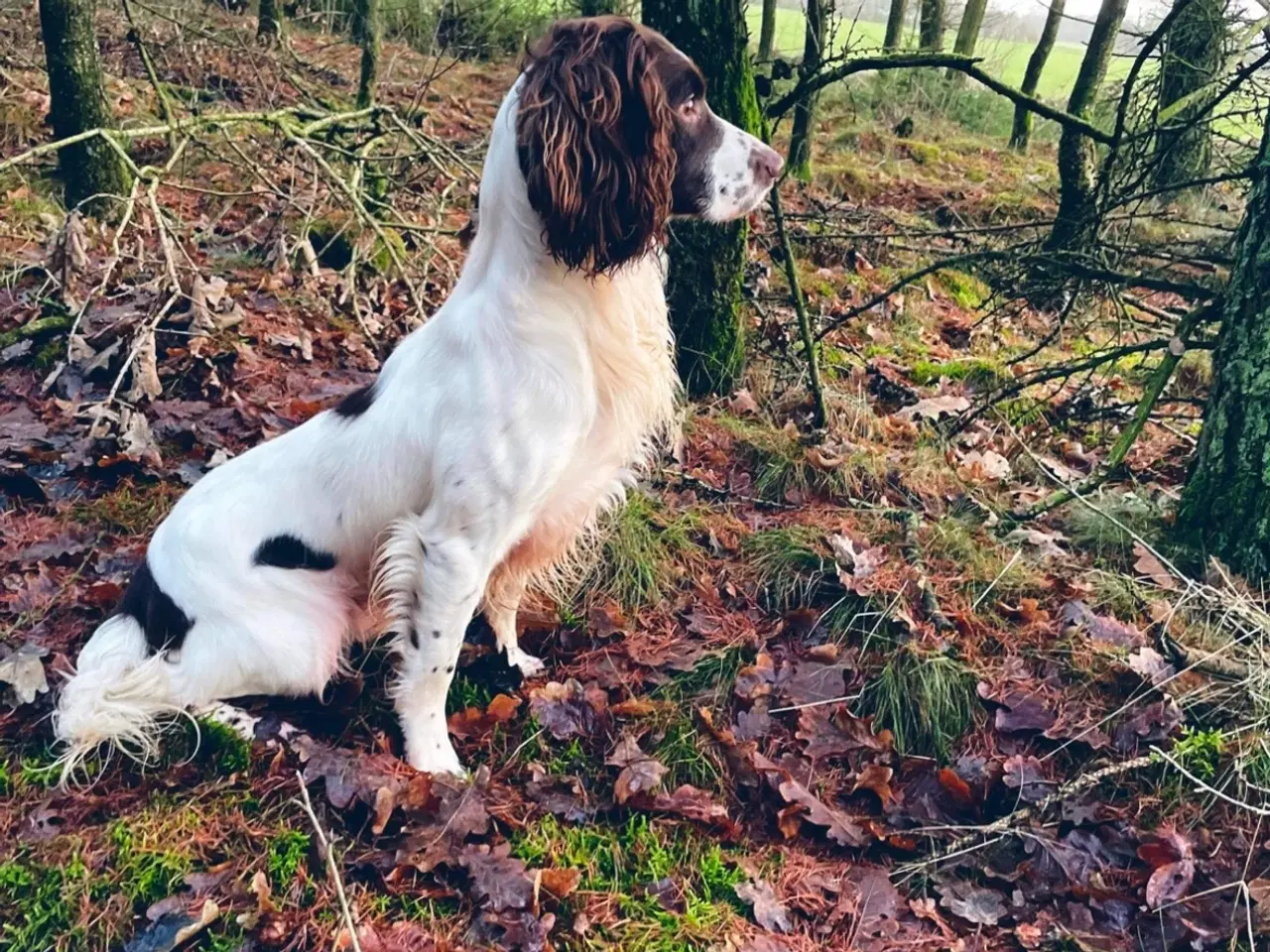 Billede 8 - Ft springer spaniel hvalpe 