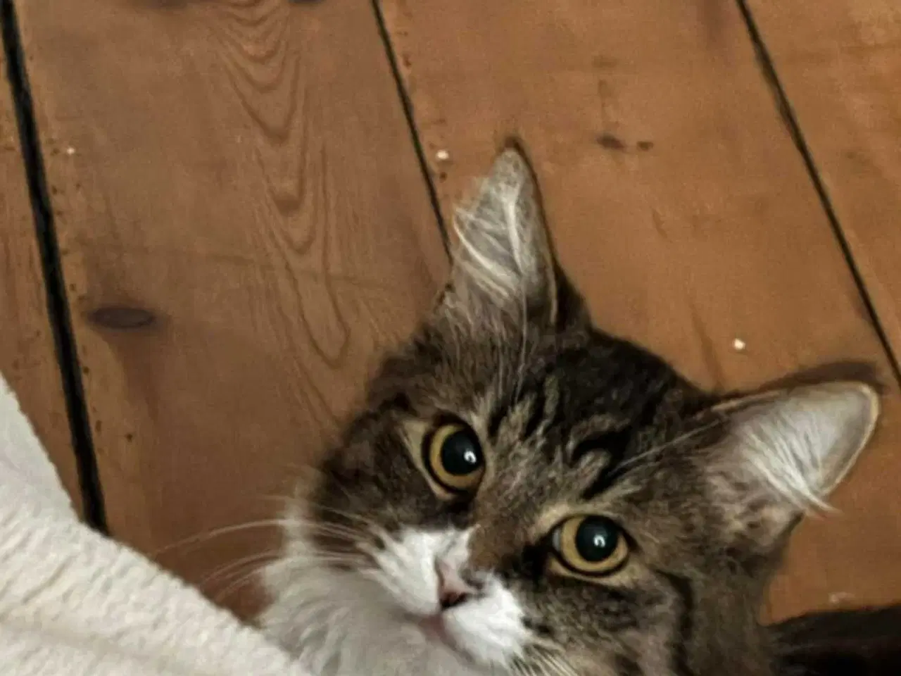 Billede 5 - Minnie søger nyt hjem