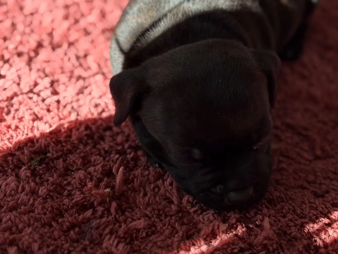 Billede 4 - Staffordshire Bullterrier