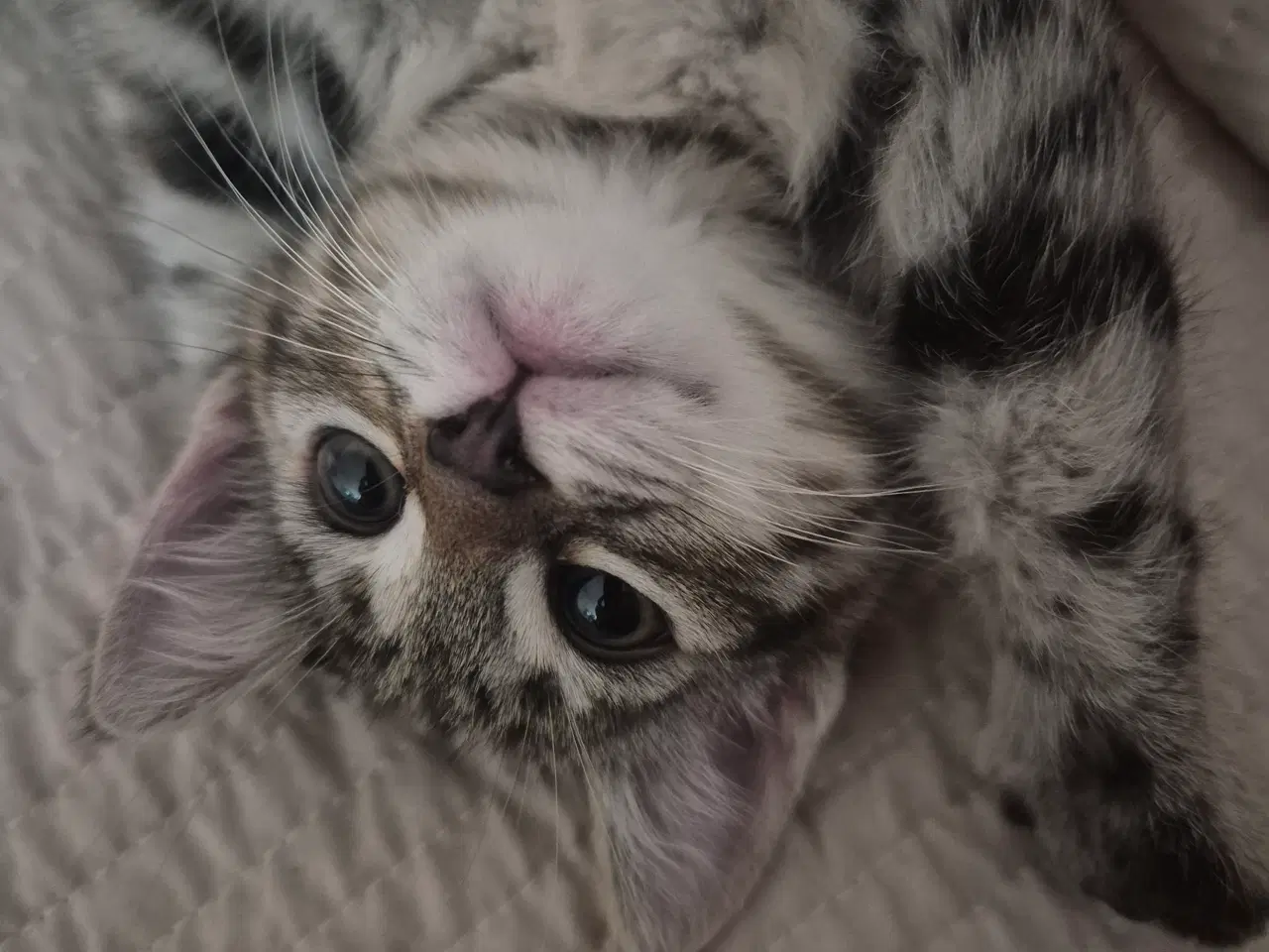 Billede 8 - Killinger - Ragdoll blanding