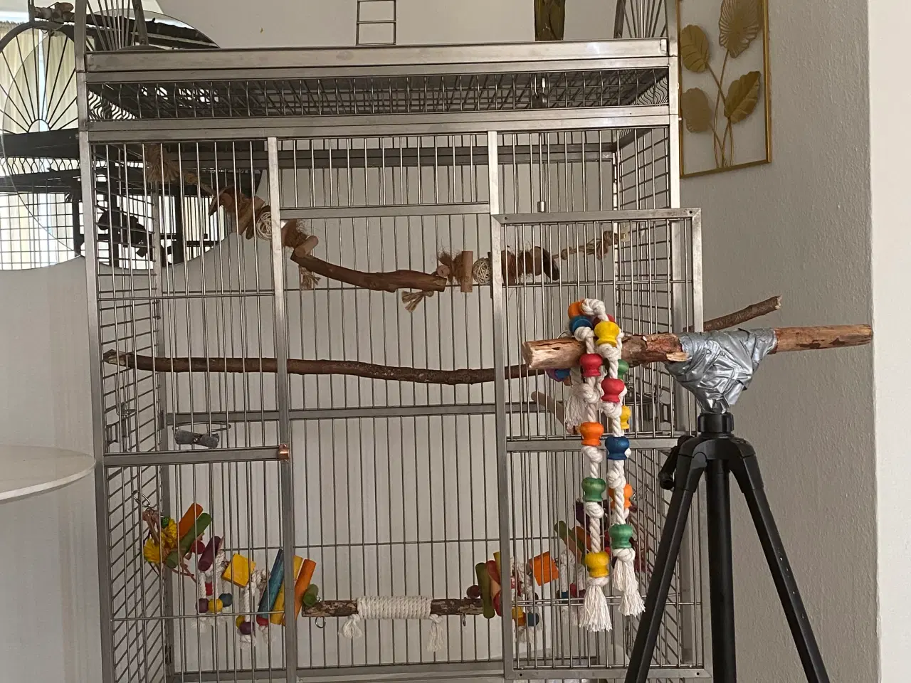 Billede 1 - 🦜 Til salg: 3 måneder gammel Ara 🦜