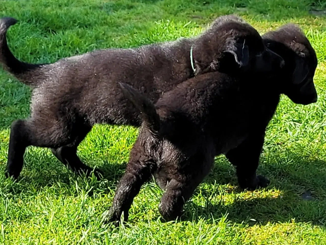 Billede 7 - Schæferhvalpe 2 Sorte hanhunde og 1 sort tæve