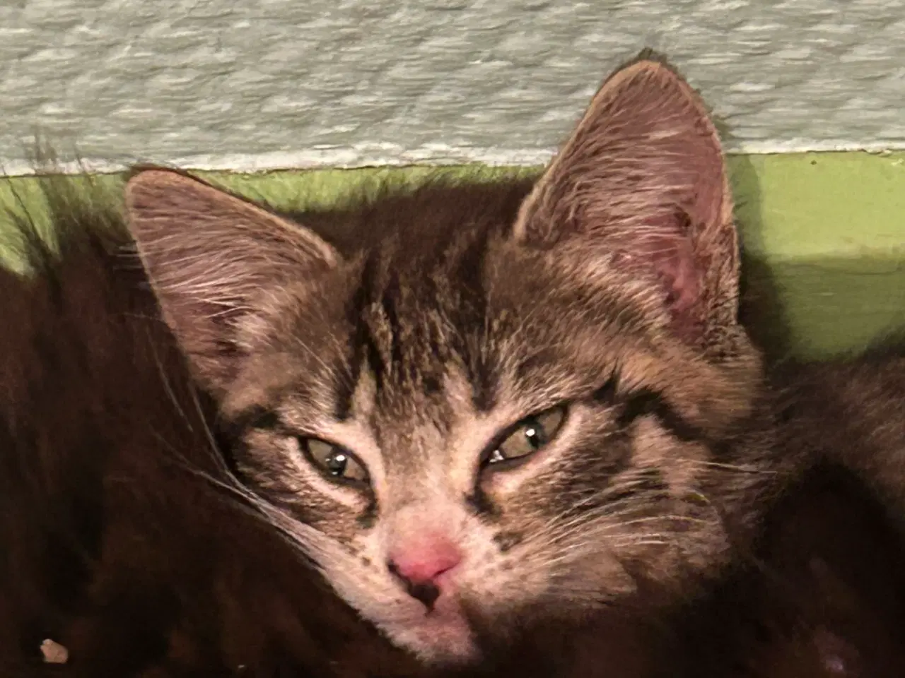 Billede 3 - Killinger