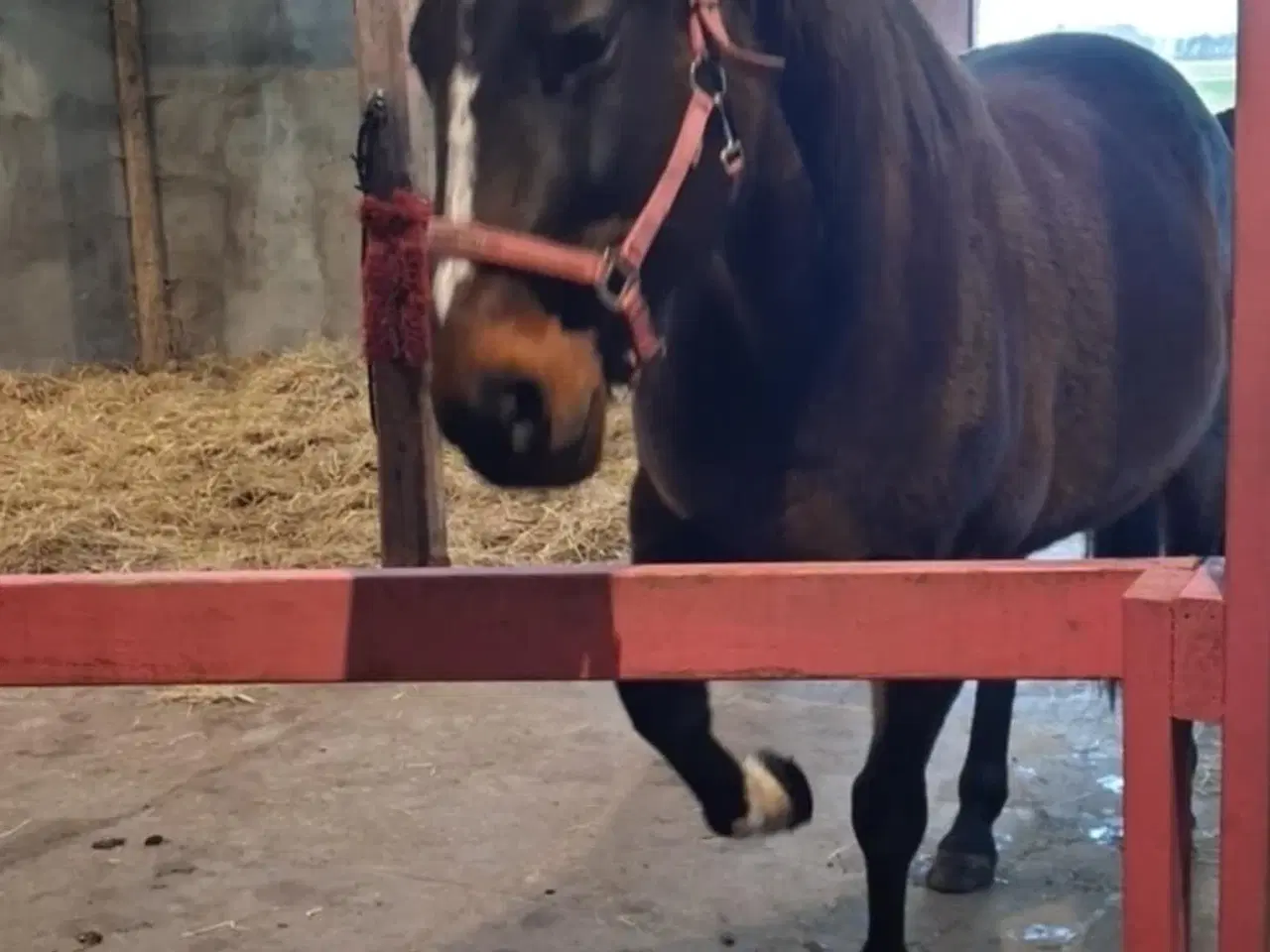 Billede 1 - Haster Ifolet hoppe