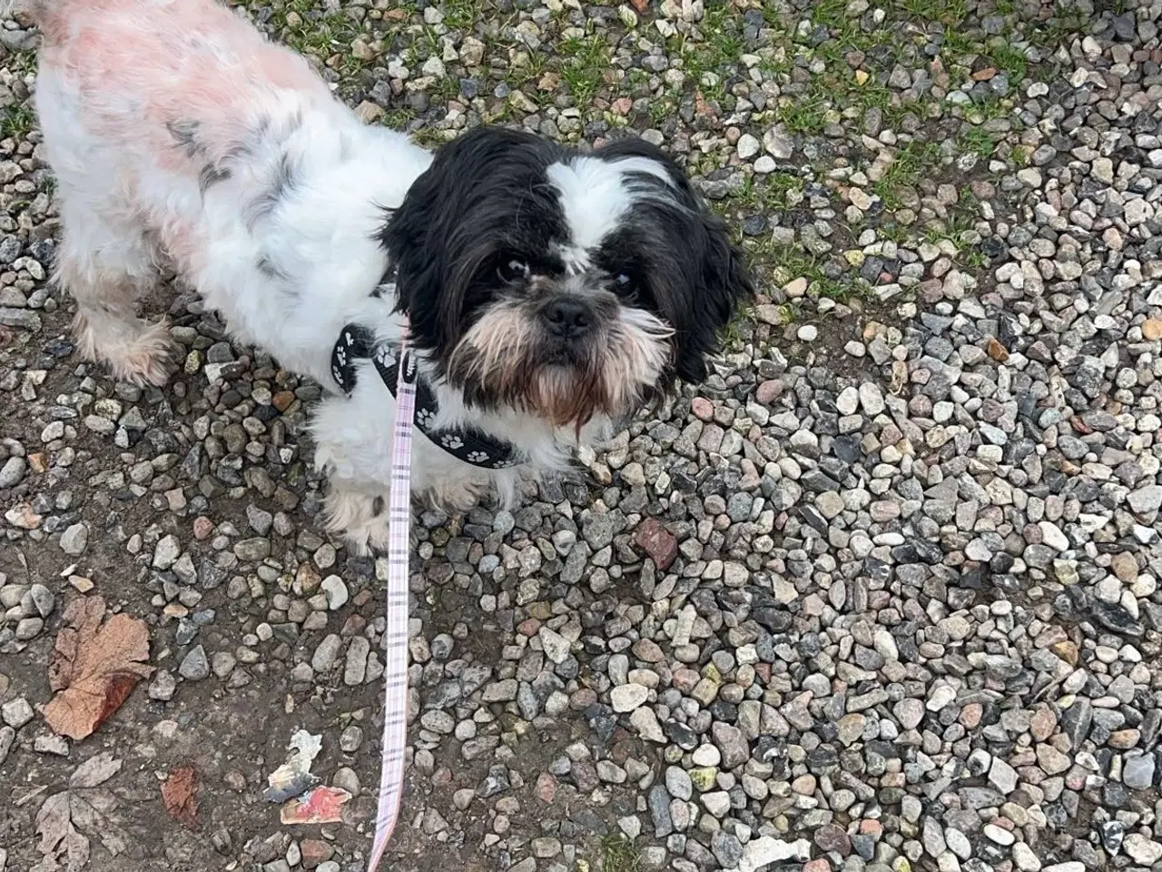 Billede 3 - shih Tzu Mor og far