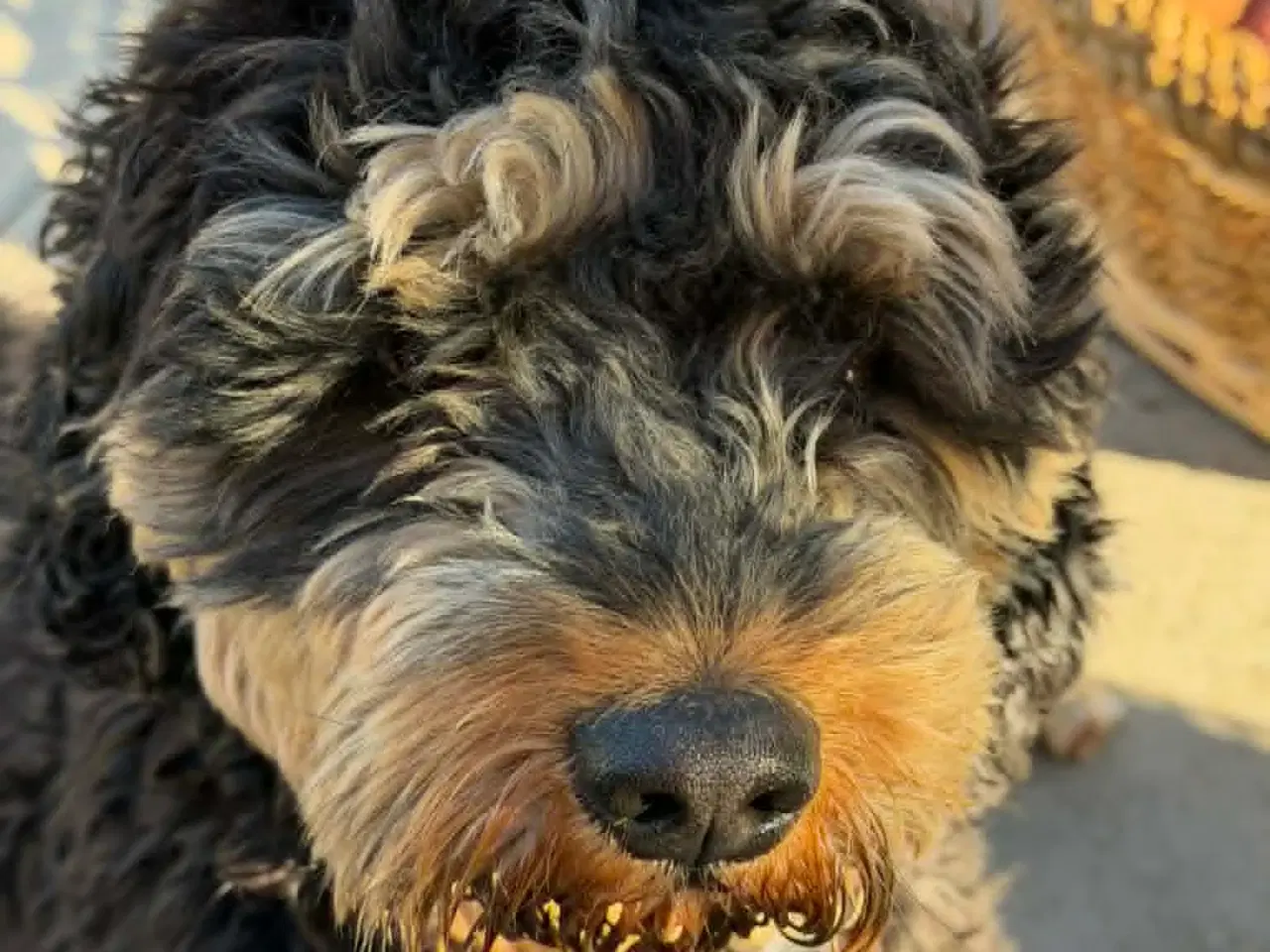 Billede 11 - 🐾 Balder søger sit nye for-ever hjem 🐾