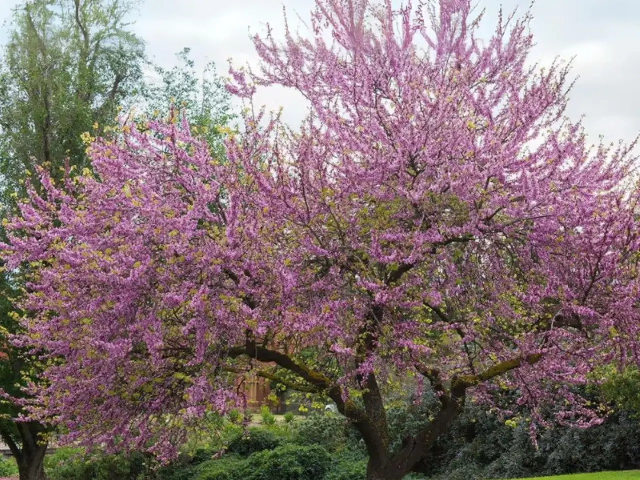 Billede 3 - Judas træ (hårdført